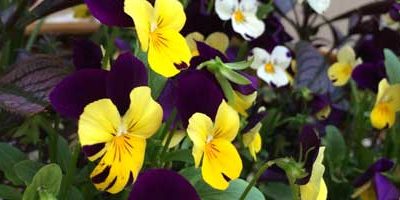 “Today I Asked My Body” by Hollie Holden